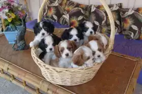chiots cavalier kings Charles