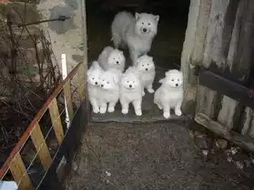 chiots samoyedes haute selection