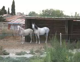 Pension chevaux Istres