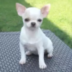 chiot chihuahua femelle