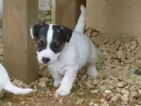 Chiots Jack Russell