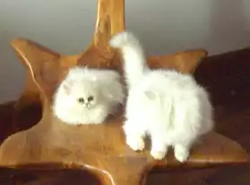 Magnifique chatons persans chinchilla