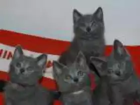Jolies chatons chartreux