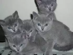 Vends magnifiques chatons chartreux