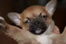 Magnifique Chiots Chihuahua LOF