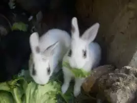 Magnifiques bébés lapins