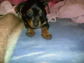 Chiot yorkshire 3 mois male