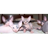 chatons Sphynx a vente