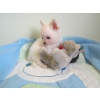 Adoption de mon adorable chiots chihua