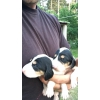 chiots ariégeois x anglo chiens de chasse