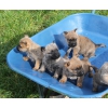 Bébés chiots Cairn Terrier