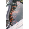 KOI divers et gros poissons rouges