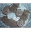 magnifiques chatons Chartreux pure race