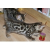bengal bown spotted tabby
