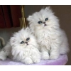 Chatons d'apparence persan dispo