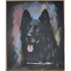 Chien berger belge groenendael Portrait