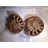 Minéraux: Ammonite sciée
