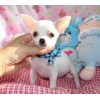 Deux Chiots Chihuahua Miniature, Male et