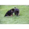 Chiots berger allemad migons non LOF