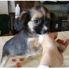 chiots type chihuahua