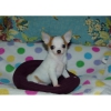 Don Chiot Chihuahua femelle&#8207;