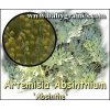 Graines Artemisia Absinthium , Absinthe