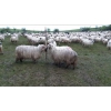 Vends des moutons, béliers, et brebis