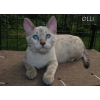 Bengal snow linx spotted/rossete