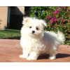 Adorable Bichon Maltai disponible