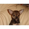 Chihuahua femelle mini