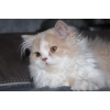 Magnifique chaton persan