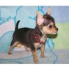 Chiot Type Chihuahua