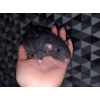 Jeunes rattes (rats) femelles à adopter
