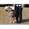 male berger allemand lof