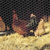 grillage à poule à prix bas