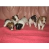 4 chiots type Jack Russel