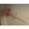 Ambystoma mexicanum (axolotl)