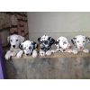 5 adorables Chiots Dalmatiens dispo