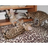chats serval africain