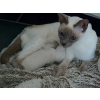 2 chatons Thaïs sont nés et disponible