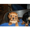 vends chiot cavalier King Charles