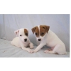 CHIOTS JACK RUSSELL NON LOF