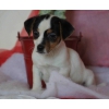 ADORABLES CHIOTS JACK RUSSELL