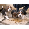 Superbes chiots Beagle