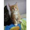 superbes chatons maine coon