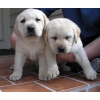 Chiots Labrador gratuits pour adoptionCh