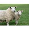 Vend agneaux et bovins de qualite