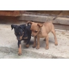 2 chiots type pinscher nain pure race !