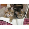 Disponibles chatons siberien loof