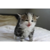 Lovely Siberian kittens for adoption